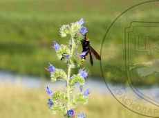 Сколия-пятнистая_самка_1